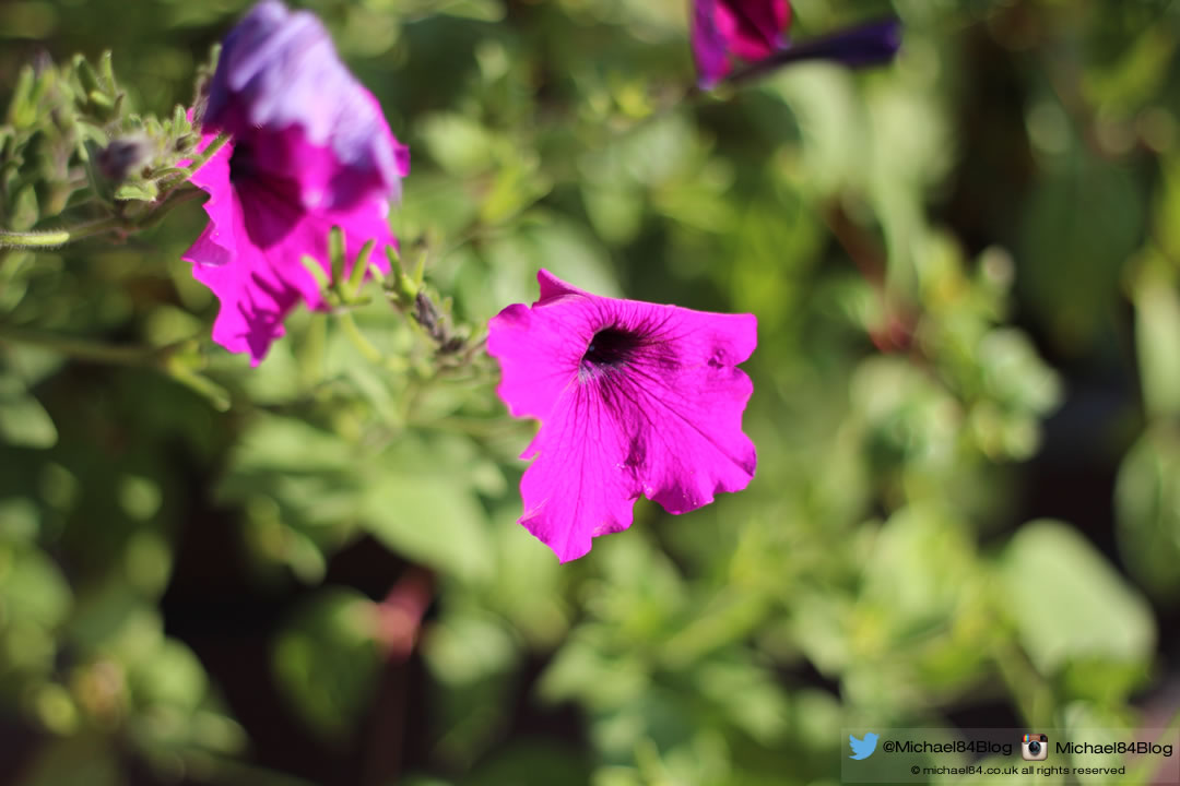 Flowers Sample Shot